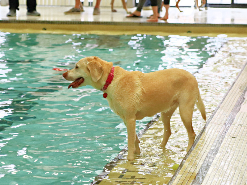 Puppy Standing on Edge of Pool