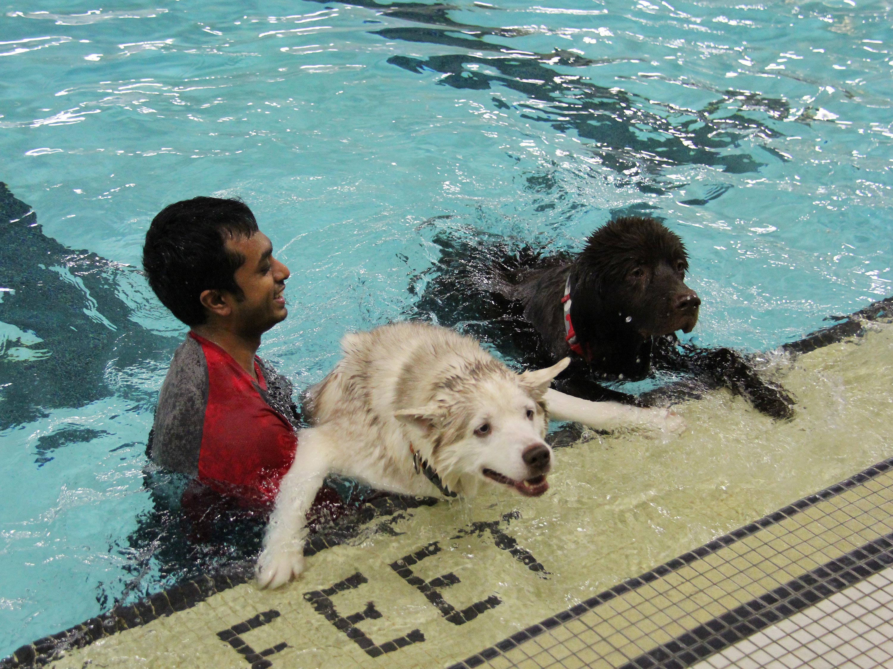 Photo of Puppy Paddle